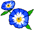 morning glory flower